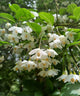 Styrax